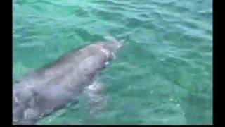 Samantha, Noah & Mom swim with a dolphin