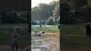 Kangal play fight, big mama Zoe laying in front RIP