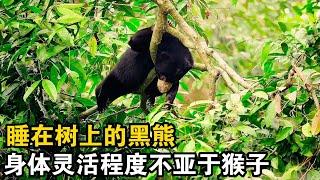 體型笨重的馬來熊，卻能像鳥一樣在樹上搭窩 #動物世界 #自然紀錄片 #動物科普#動物世界 #動物科普 #科普 #搞笑 #monkey #seal #wildlife #推薦