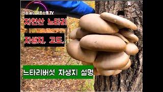 자연산 느타리버섯 자생지 설명 느타리 나오는 고도? 느타리 자라는 속도 설명