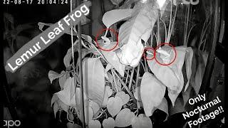 Lemur Leaf Frog. Night: 1 -17/08/2022 (18:59pm - 20:30pm)