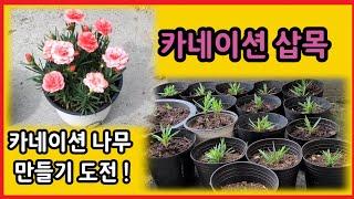 Make carnation trees and breed them with carnation cuttings. [쑥이네옥상.rooftop farm of Korea]