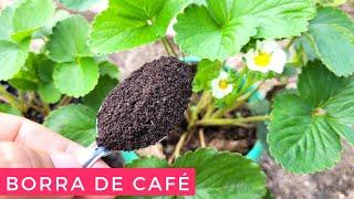 Adubo líquido de borra de café