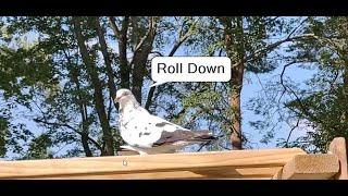 Building The Family : Roll Down ??? (Roller Pigeon)