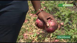 Onion farming tips from an 'Onion doctor'