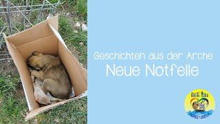  |GESCHICHTEN AUS DER ARCHE - Neue Notfelle| 