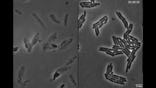 Exploding bacteria with penicillin