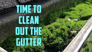 Plants Growing in your Gutter!?!