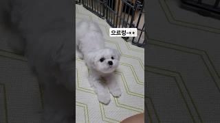 말티즈는참지않긔 #말티즈 #개도도