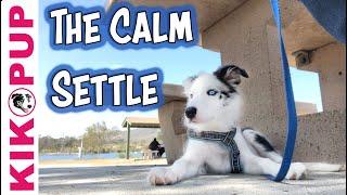 The Calm Settle - for dogs and puppies