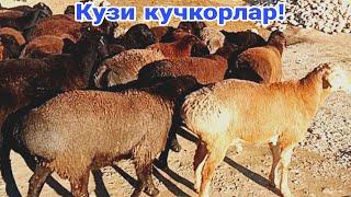 Кузи кучкорлар! 996400114️ 886785444️