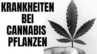 Viren Analyse bei Cannabis Pflanzen Krankheiten schlechte Qualität bei idealen Bedingungen Altus