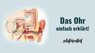 Anatomie & Physiologie des Ohrs einfach erklärt! - Aufbau | Krankheiten | Hörbahn | Medizin | Auris