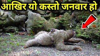 संसारका अनौठा जिव हरु || Strange Animals in the World || Knk Advise || Rare Animal in the World