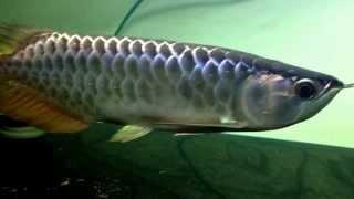 Asian arowana pte ltd. Blue base xb