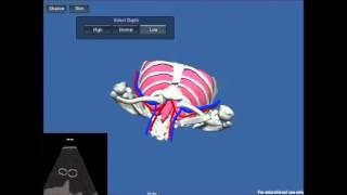 iPad simulation of Ultrasound