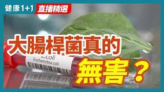 大腸桿菌真的無害？| 健康1+1 · 直播精選