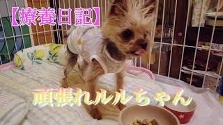 【療養日記】頑張れルルちゃん 〜2022.10.29 #頑張れルルちゃん #yorkie #yorkshire #yorkshireterrier