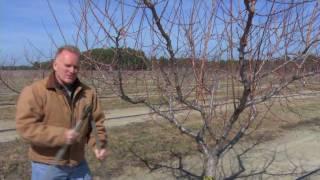 Pruning a Mature Peach Tree