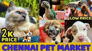 Chennai Broadway Pet Market 2024 | Buy & Sell any Pets Here | Mannady Kozhi Market | #petvlog