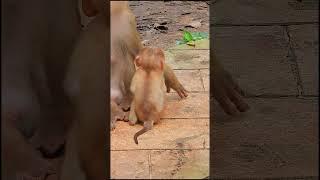 Luno: Growing Up Different 38 #shorts #cuteanimal #cutemonkey