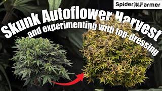 How I Grow E23- Top-Dressing to Harvest - Skunk Autoflower in Gaia Green - Spiderfarmer SF4000 Kit