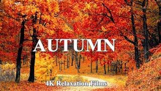 4K Enchanting Autumn Scenery with Relaxing Piano Music - Fall Foliage & Autumn Ambience