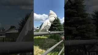 Cockatoo wants his chain...