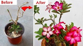 Adenium Plant CARE 101 - BEST Soil Mix, Fertilizer, Light & Water Requirements