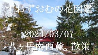 八ヶ岳南西麓、散策