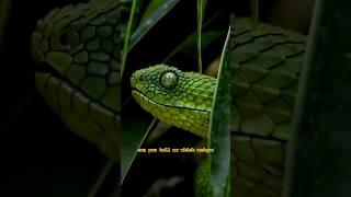 How One Animal Defies Time and Death