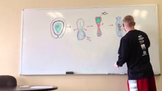 Neural Tube Formation (Motor Development)