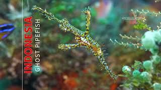 Ornate Ghost Pipefish - Siladen Island