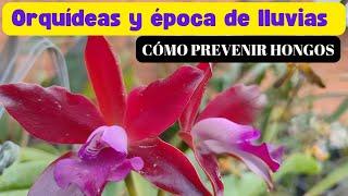 Orquídeas y Época de lluvias, Cómo prevenir hongos.