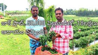 పచ్చి మిరప సాగు చేసే విధానం వివరణ// Green chilli farming explanation..