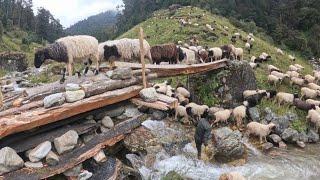 This Sheep Shepherd Life  || Sheep crossing the raw bridge  || Real Nepali Sheep Shepherd Life ||