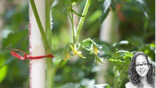 Hand Pollinating Tomatoes | Garden Progress 27