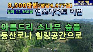 (386번 매물)임야 급매.평당 6,877원.총8,500만원 매매.멋진 소나무 숲.정남향.염소사육 법적 가능.도로와 전기 확실.산림관리사와 주택가능.자연힐링.노후 소일거리.주말쉼터