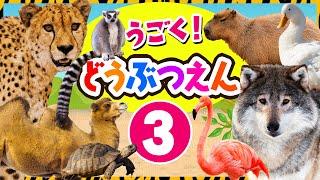 【動く動物園の生き物たち③】サファリカーに乗って動物園に行こう！