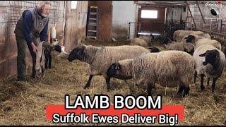 Lamb Boom at Ewetopia Farms: Massive Suffolk Lambs Born