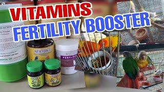 HOW TO GIVE  FERTILTY BOOSTER/VITAMINS TO COCKATIELS, GCC, SUN CONURES (NEKTON-E/ FERTI-VIT)