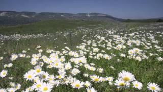 Turkic-Nogai Folk Song From Caucasus - Turnalar (Cranes)