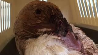 Extreme Broken Duck Beak