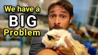 Big Problem Facing Guinea Pig Community!