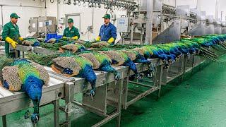 PEACOCK Farming Technique | How China Farmer Profit from the Most Stunning Bird | Peacock Industry