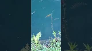 Miami canal African Cichlid fish