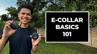 How We Use E-Collars in Dog Training