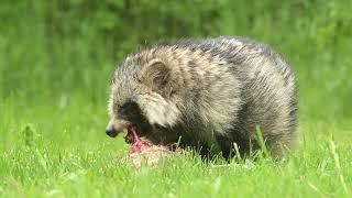 Common raccoon dog Nyctereutes procyonoides eats flesh of dead Lepus europaeus European hare