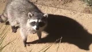 Raccoons Playing It Cool