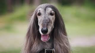 Afghan Hound in Land Rover Commercial